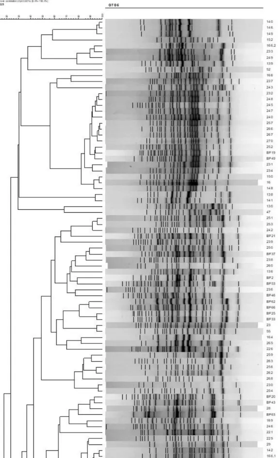 Figure 5 - Dendrogram resulting from the similarity analysis of the band profiles resultant from the MSP - PCR    