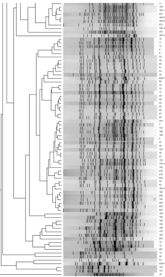 Figure 6 - Dendrogram resulting from the similarity analysis of the band profiles resultant from the MSP – PCR  (continuation) 