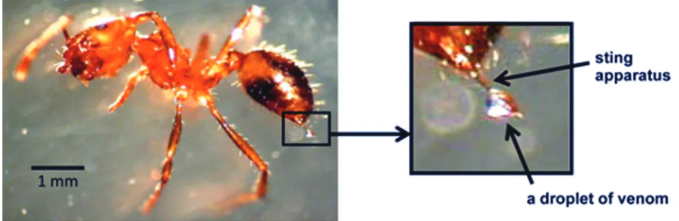 Figure 1. The stinger of Thai tropical red fire ants (S. geminata) and venom secretion