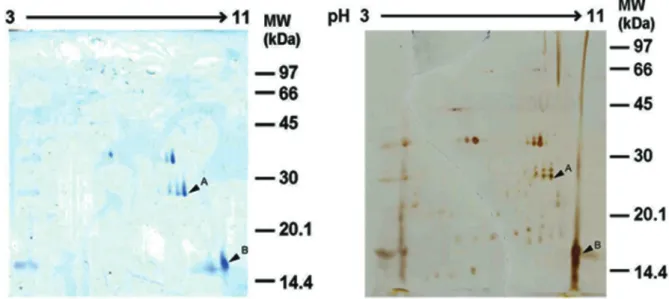 Table 1. Identification of proteins in the venom of the Thai tropical red fire ant (S