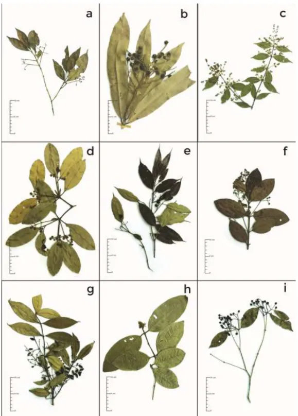 Figura  3.  a.  Myrcia  rufipes.  b.  Myrcia  obversa.  c.  Myrcia  racemosa.  d.  Calyptranthes  grandifolia