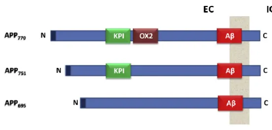 Figure A3.1. Different isoforms of APP. EC, Extracellular space; IC, Intracellular space
