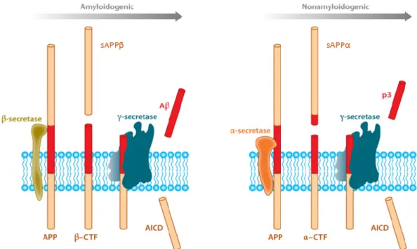 Figure A3.2. APP processing. Amyloidogenic (left) and nonamyloidogenic (right) pathways
