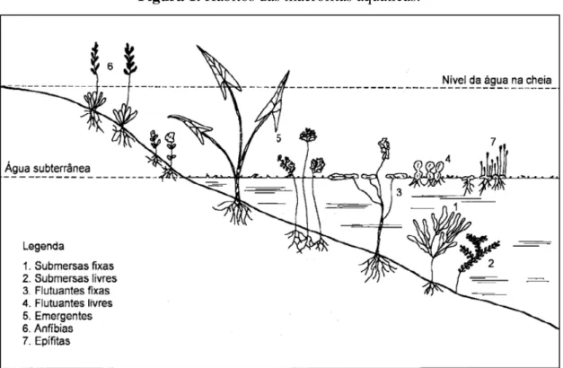Figura 1. Hábitos das macrófitas aquáticas.