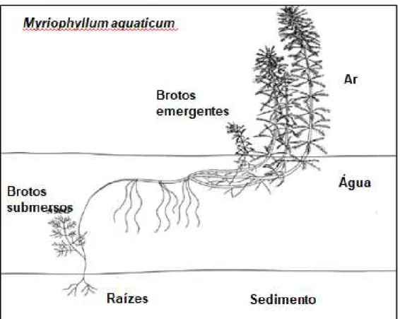Figura 5.  Esquema da forma de vida de M. aquaticum e suas estruturas. 