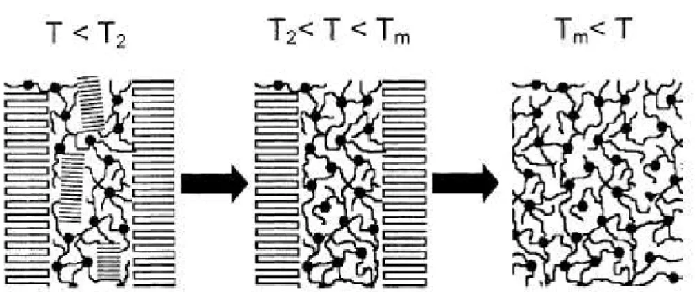 Figura 2.7 Representação esquemática das mudanças estruturais com a fusão  dos cristais secundários e primários que ocorrem em ionômeros de E/MAA sob  aquecimento