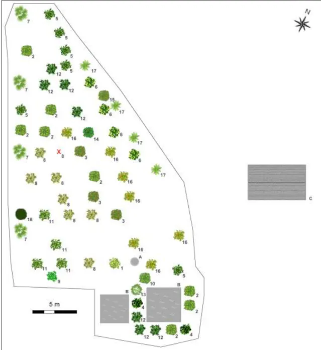 Figura 11  –  Sistema agroflorestal na propriedade do Sr. E. Os números identificam as espécies  (1)  abiu,  (2)  araçá-amarelo,  (3)  araçá-vermelho,  (4)  amora,  (5)  cabeludinha,  (6)  cambucá,  (7)  castanha-do-maranhão,  (8)  cereja-do-rio-grande,  (