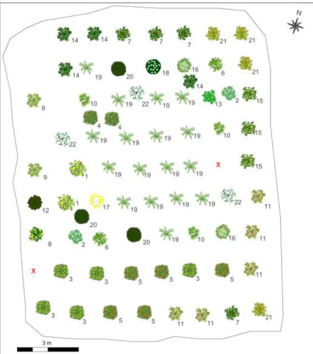 Figura 13  –  Sistema agroflorestal na propriedade do Sr. J. Os números identificam as espécies  (1)  abiu,  (2)  anda-açu,  (3)  araçá-amarelo,  (4)  araçá-roxo,  (5)  araçá-vermelho,  (6)  araribá,  (7)  cabeludinha, (8) cambucá, (9) cambuci, (10) castan