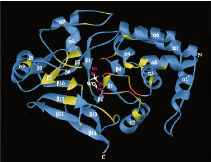 Figure 4 - Secondary structure elements of PP1, the catalytic site and invariant residues