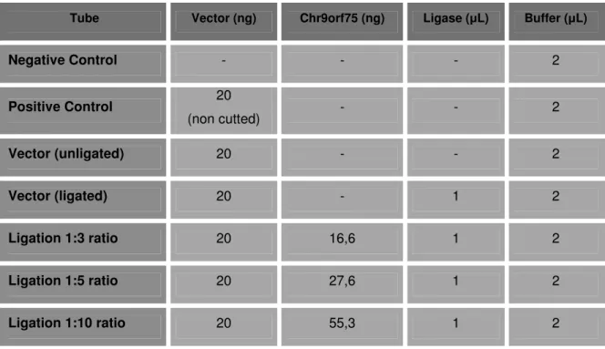 Table 4 - pEGFP vector and Chr9orf75 ligation reactions 