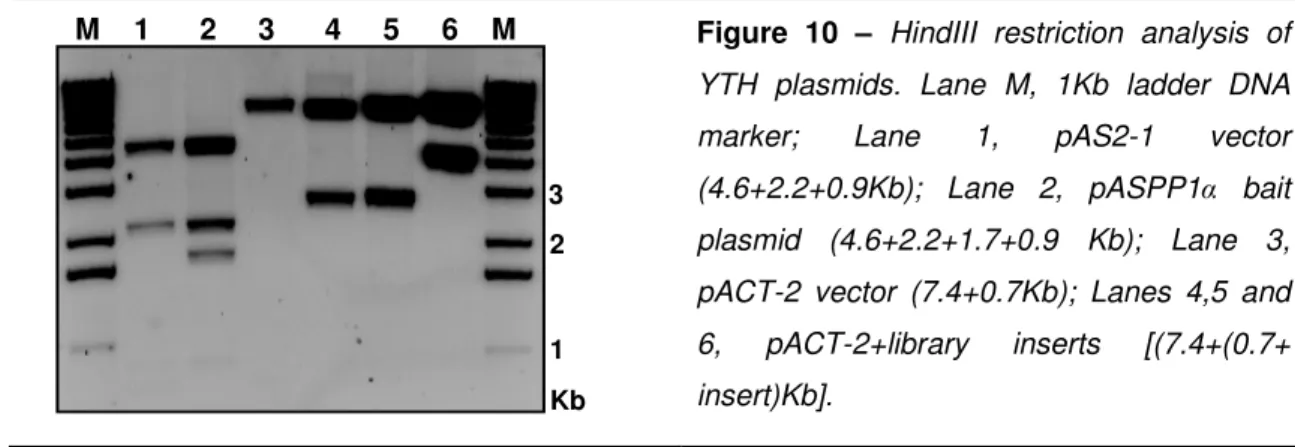Figure  10  –  HindIII  restriction  analysis  of  YTH  plasmids.  Lane  M,  1Kb  ladder  DNA  marker;  Lane  1,  pAS2-1  vector  (4.6+2.2+0.9Kb);  Lane  2,  pASPP1 α   bait  plasmid  (4.6+2.2+1.7+0.9  Kb);  Lane  3,  pACT-2  vector  (7.4+0.7Kb);  Lanes  4