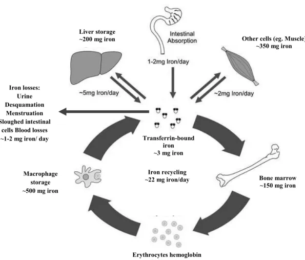 Figure  1    Systemic  iron  distribution. Dietary  iron  absorption  occurs  at  the  intestine  and  accounts  for  a  small  proportion  of  the  organism  iron  needs