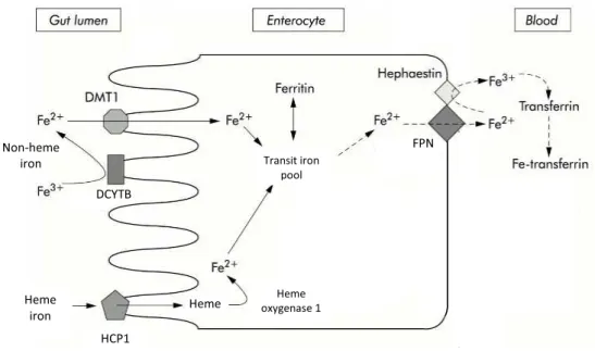 Figure 2  Iron absorption in the enterocyte. Heme iron constitutes a minority of the absorbed iron by the intestinal  tract