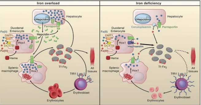 Figure 3  Systemic iron regulation. Regulation of iron influx occurs in all steps of the metal handling, from intestinal  absorption to its cellular utilization