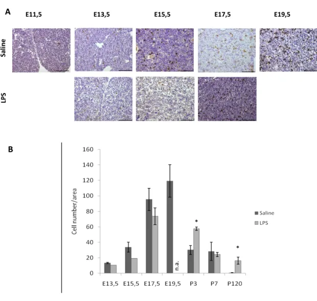 Figure 4   Immunohistochemistry for LCN2 in embryos and analysis of the number of LCN2 stained cells in the  liver  of  liver  of  mice  of  embryonic  and  post  natal  time  points