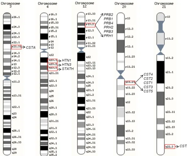Figure  I.1  -  Location  on  human  chromosomes  3,  4,  12,  20  and  21  of  the  genes  encoding  for  statherin, histatins, PRPs and cystatins found in saliva