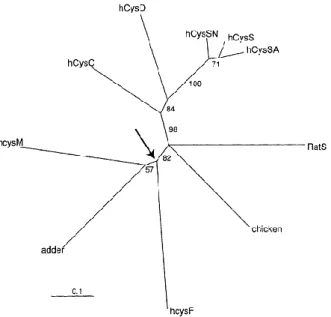 Figure  I.4  -  Phylogenetic  tree  of  some  vertebrate  type-II  cystatins.  The  large  arrow indicates a possible position for the  root  of  the  tree,  with  proteins  on  the  cystatin  C  branch  of  the  tree  to  the  top