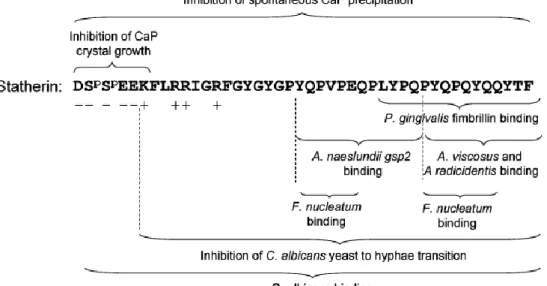 Figure I.8 – Amino acid sequence of the human statherin and their functional characteristics [83]