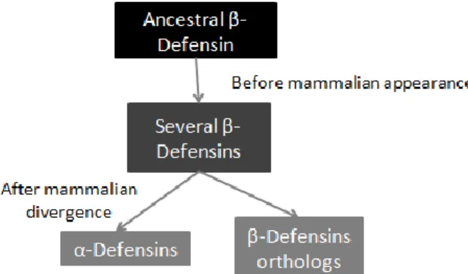 Figure I.12 - Evolutionary scheme of the defensins family. 
