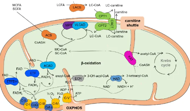 Figure  1.  Schematic  representation  of  mitochondrial  fatty  acid  β-oxidation  and  its  association  with  Krebs  cycle  and  OXPHOS