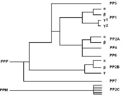 Figure  I.2.  Phylogenic  tree  representing  the  homology  between  members  of  the  phosphoprotein  phosphatase (PPP) family based on their primary amino acid sequence