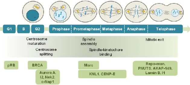 Figure I.6. Activity of PP1 and its regulatory proteins during cell cycle progression