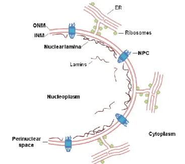 Figure I.8. Schematic illustration of the nuclear envelope. The nuclear envelope surrounds the nucleus  and  is  composed  by  the  inner  nuclear  membrane  (INM)  and  outer  nuclear  membrane  (ONM)  that  are  separated  by  the  perinuclear  space,  t
