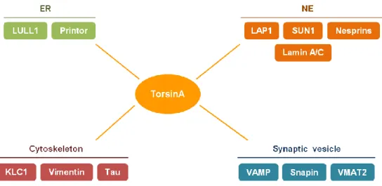Figure  I.15.  TorsinA  interactors  and  potential  functions.  TorsinA  is  located  in  the  endoplasmic  reticulum  (ER),  where  it  interacts  with  LULL1,  and  in  the  nuclear  envelope  (NE),  where  it  binds  to  LAP1, SUN1 and nesprins-1, -2 a