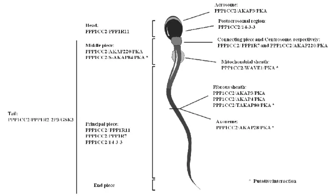 Figure  I.  4:  Schematic  representation  of  the  subcellular  localization  of  PPP1-PIP  complexes  in  spermatozoon (adapted from [149])