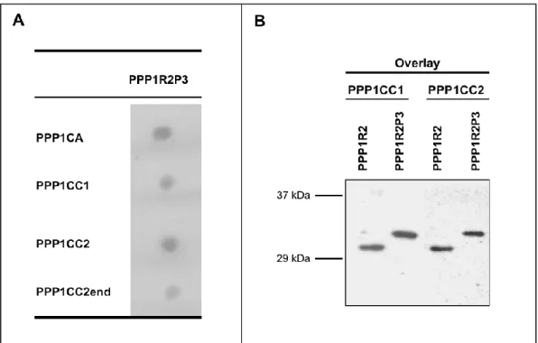 Figure  II.A.  2:  Interaction  of  PPP1R2P3  with  different  PPP1  isoforms.  A.  Sequential  transformation  of  yeast  AH109  with  bait  plasmid  (PPP1CA,  PPP1CC1,   pAS2-PPP1CC2, or pAS2-PPP1CC2end) and the prey plasmid pACT2-PPP1R2P3