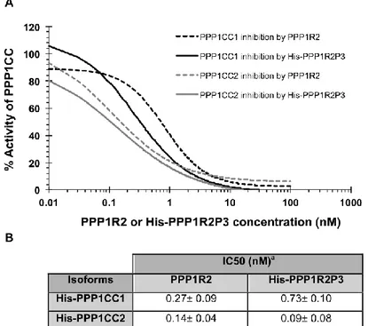 Figure  II.A.  3:  PPP1R2  and  PPP1R2P3  inhibit  PPP1CC.  A.  Graphical  representation  of  PPP1CC1  and  PPP1CC2  inhibition  curves  by  commercial  PPP1R2  and  His-PPP1R2P3,  using  phosphorylase  a  as  substrate