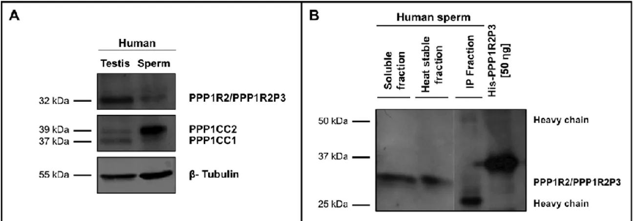 Figure  II.A.  5:  PPP1R2/PPP1R2P3  is  present  in  human  testis  and  ejaculated  sperm