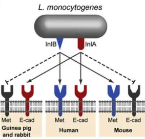 Fig. 3. (A) Structure of the leucine-rich repeat domains of InlA, interacting with E-cad, InlB, interacting with Met, and InlJ (see text)
