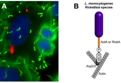 Fig. 8  - Polymerization of actin comet tails. A) Immunofluorescence showing the actin cytoskeleton of HeLa cells and the  polymerization of actin comet tails (in green) by L