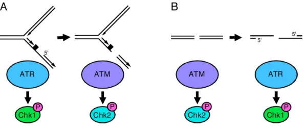Figure 4. Inter-conversion of ATR- and ATM-activating DNA lesions