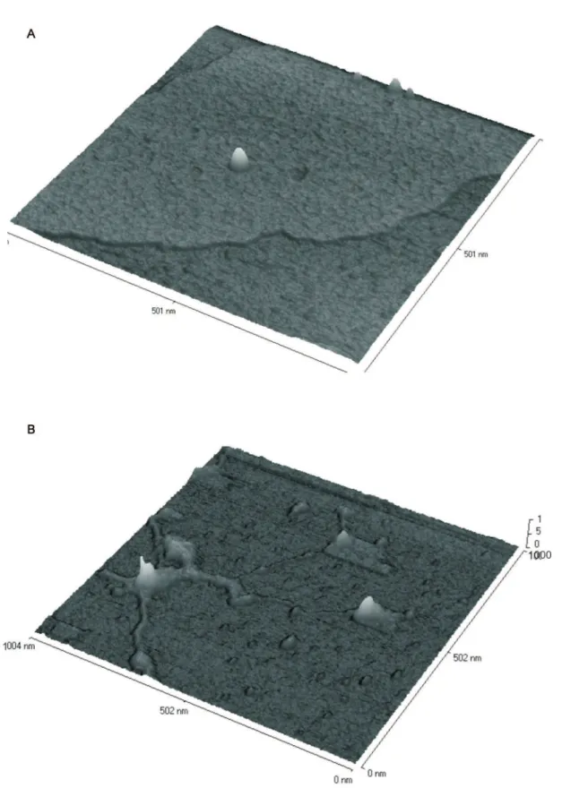 Figura 4 S. Vista em perspectiva das imagens topográicas da varredura do substrato funcionalizado com APTES, glutaraldeído e microcistina: (A) imagem  tridimensional da Figura 1, correspondendo à varredura com ponta normal  e (B) imagem tridimensional da F