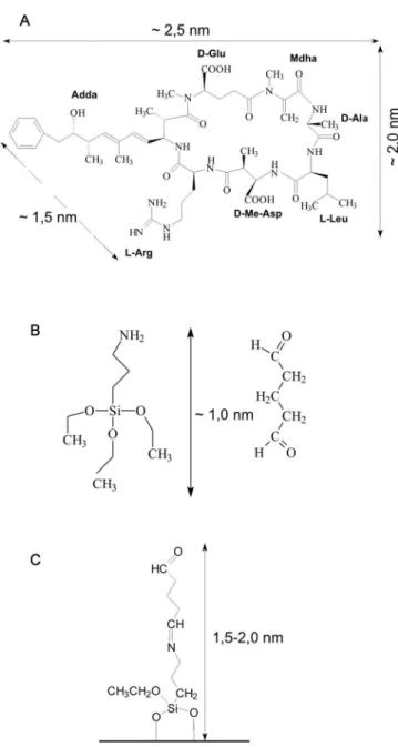 Figura 1S.  Estruturas e dimensões aproximadas para microcistina, APTES e glutaraldeído: (A) estrutura da microcistina leucina-arginina (MLR), ciclo (-D- (-D-ALA-LEU-D-metil-ASP-ARG-ADDA-D-GLU-MDHA)