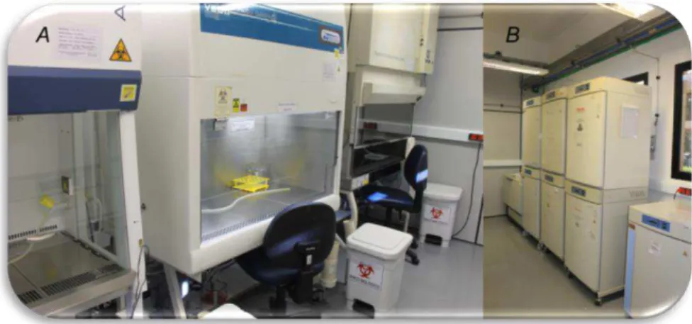 Figura 30 – Instalações da sala de cultura celular no LNBio: (A) Capelas para cultura celular (B) Estufas de  incubação do cultivo celular