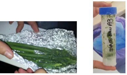 Fig. 5 – Frozen Bimi ®  Broccoli - Whole and Grinded (Courtesy of GPR). 