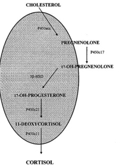 Fig.  1.1:  Biosynthesis  of  cortisol  in  teleost  fishes.  The  shaded  area  represents  the  mitochondrial  compartment,  the  non-shaded  area  represents  the  cytosolic  compartment