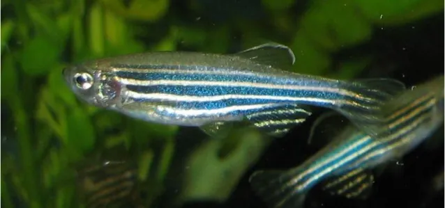 Fig. 1.2: The zebrafish, Danio rerio. 