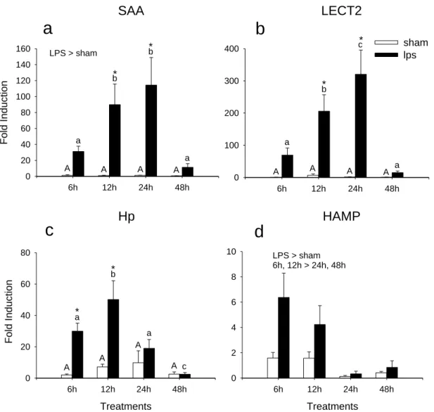 Figure  2.2.  Time  course  fold  induction  in  response  to  i.p.  injection  with  10μg/g  LPS  (black bars) compared to control fish (sham injected; white bars) as determined by qPCR  for a) saa; b) lect2;  c) hp; and, d) hamp relative to ef1α
