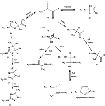 Figura 2. Estruturas químicas do metilglioxal em água