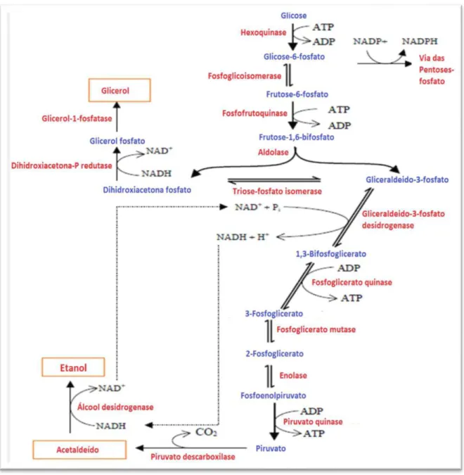 Figura 3 - Esquema da via glicolítica. 