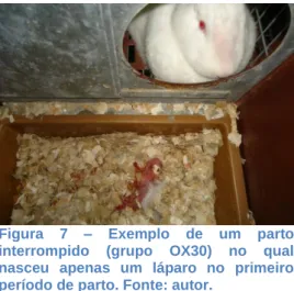 Figura  7  –  Exemplo  de  um  parto  interrompido  (grupo  OX30)  no  qual  nasceu  apenas  um  láparo  no  primeiro  período de parto