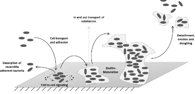 Fig. 1 - Representation of the process leading to biofilm formation. 