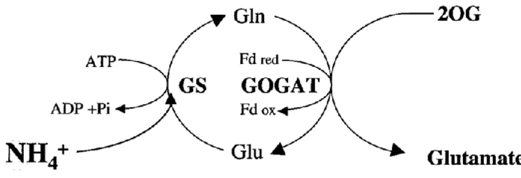 Figure 4 .  Biochemical reactions catalysed by GS and GOGAT (Adapted from Hodges (2002))