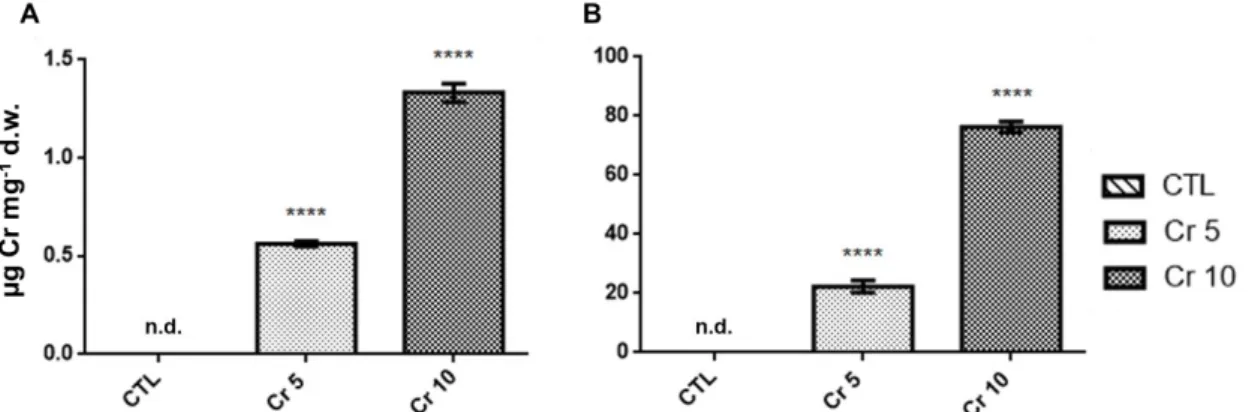 Figure 6. Chromium accumulation levels in shoots (A) and roots (B) of tomato plants. CTL: Control; Cr 5: 5 µM Chromium  (VI);  Cr  10:  10 µM  Chromium  (VI);  n.d.:  non-detected