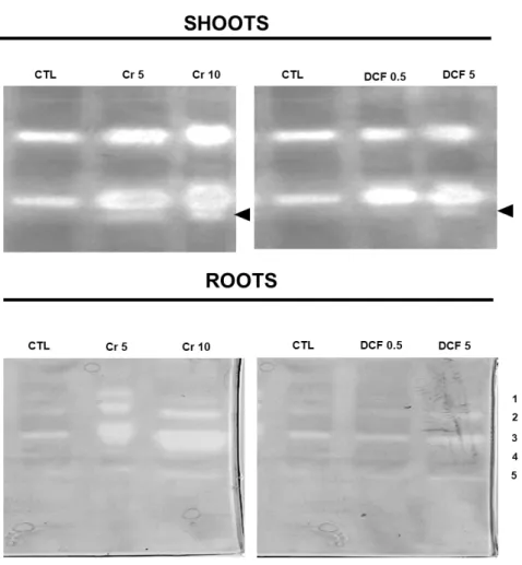 Figure 8. Typical GDH activity results for shoots and roots by native PAGE analysis. CTL: Control; Cr 5: 5 µM Chromium  (VI); Cr 10: 10 µM Chromium (VI); DCF 0.5: 0.5 mg L -1  Diclofenac; DCF 5: 5 mg L -1  Diclofenac