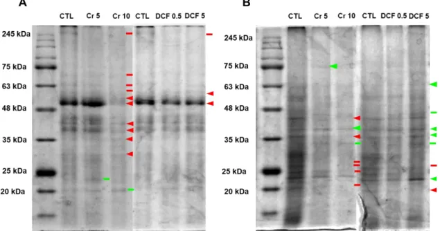 Figure 11. Typical SDS-PAGE analysis of soluble proteins on shoots (A) and roots (B) of S